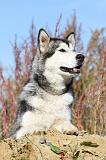 ALASKAN MALAMUTE 053
